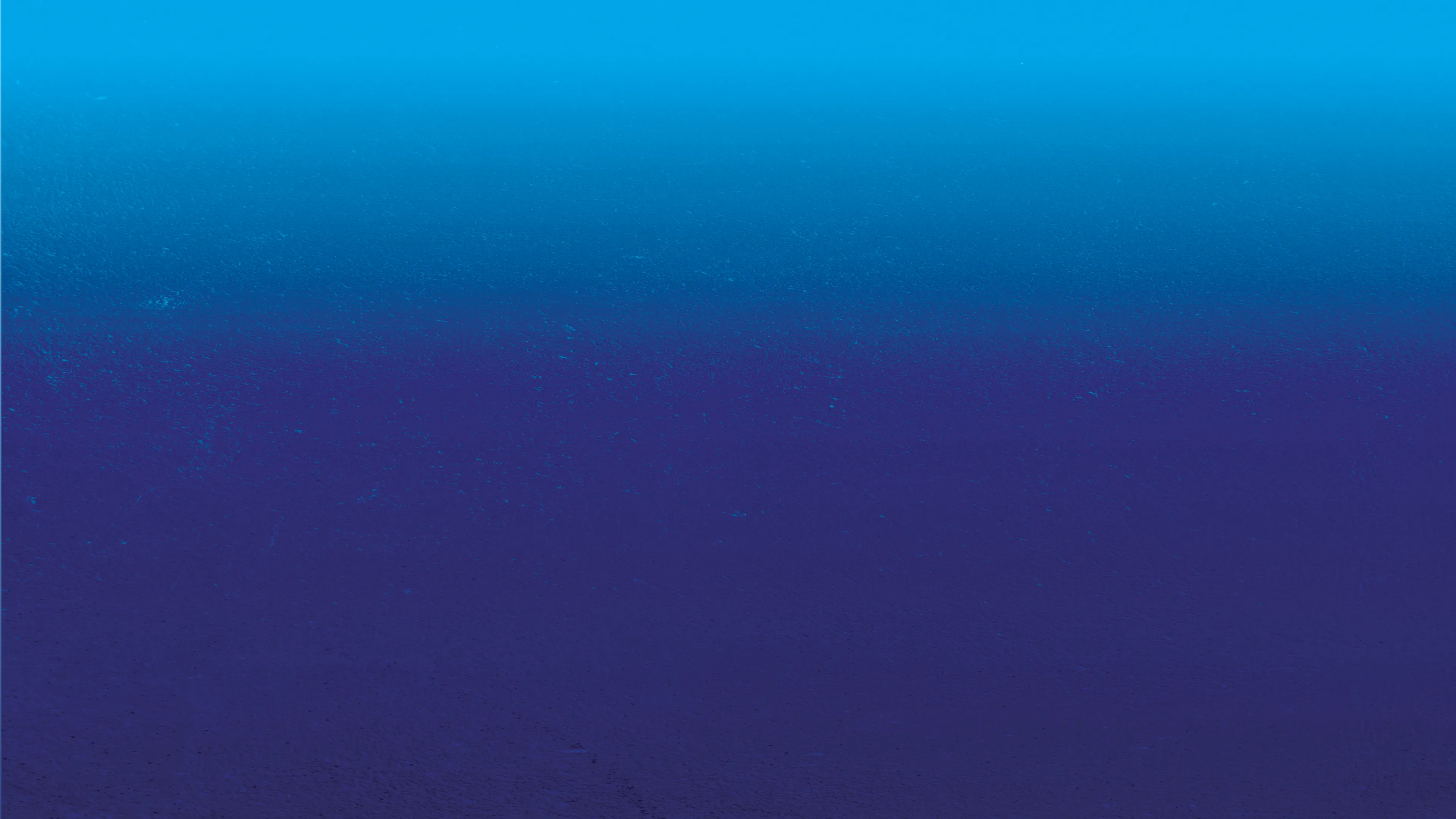 Sunnyfest 2026 Background